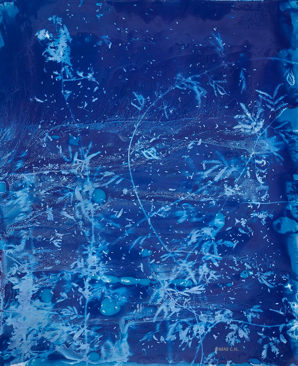 Calliandra Californica - n. 1 (2016) - Cyanotype