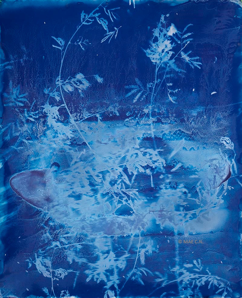 Calliandra Californica - n. 4 (2016) - Cyanotype