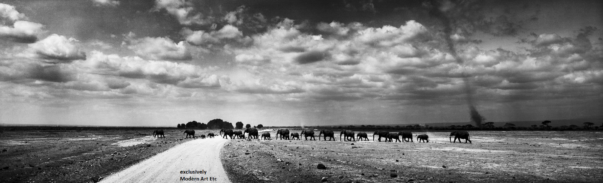 Black & White Wildlife - Elephants - Kenya - William Chua