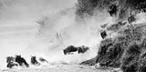Wildebeest Jumping - black and white