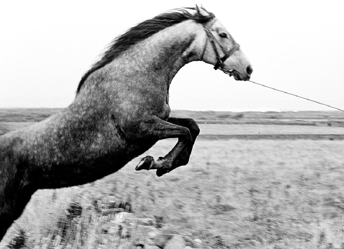 Jumping Horse, County Sligo, Ireland - Silver Gelatin Print, Archival Pigment Prints