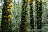 Landscape - Lush forests in Europe, "Giants" - large ready to install photography