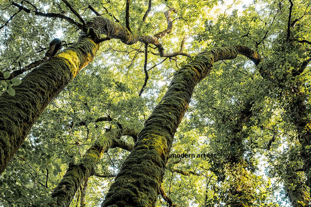 Landscape - Lush forests in Europe, "Giants" - large ready to install photography