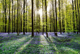 Landscape - Lush forests in Europe, large ready to install photography