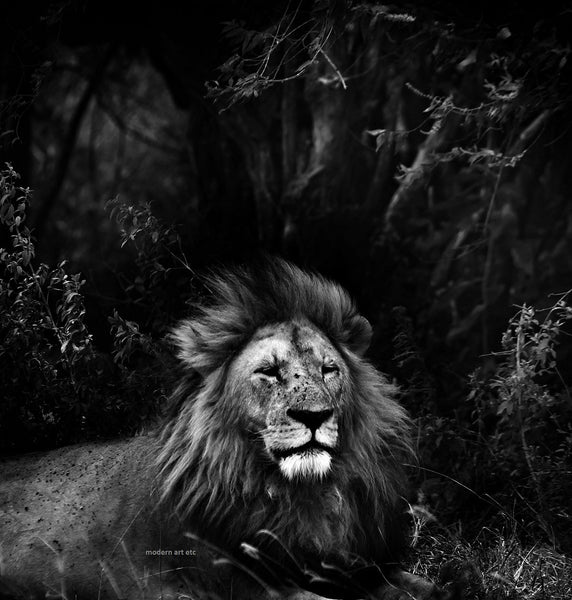 Wildebeest Jumping - black and white | Modern Art Etc
