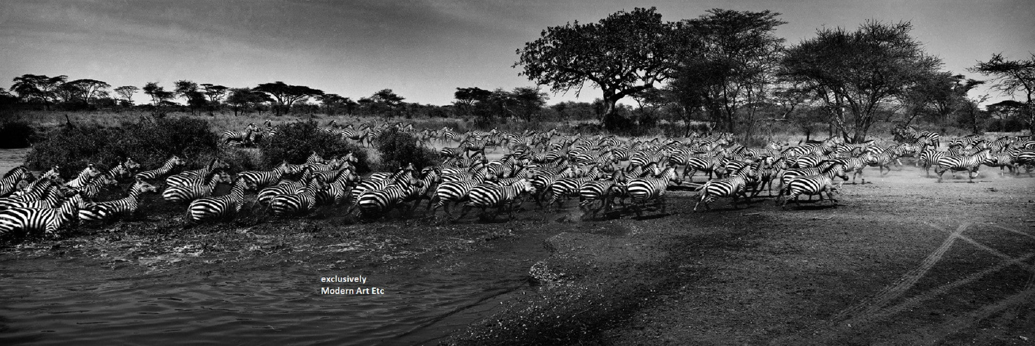 Black & White Wildlife - Migration of Zebras -2010, Serengeti, Tanzania - William Chua