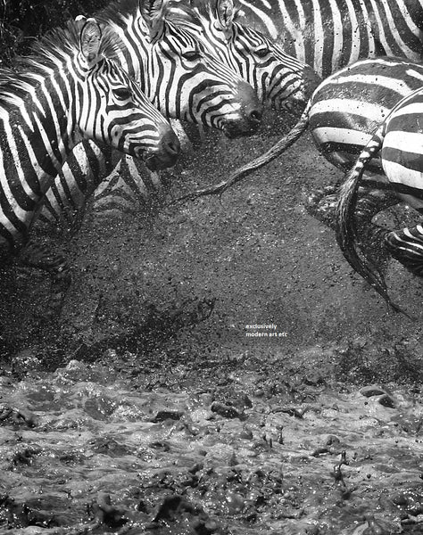 Black & White Wildlife - Zebras, "SPLASH" Kenya, Amboseli National Park
