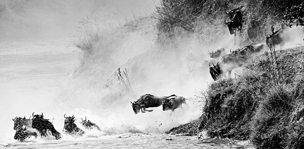 Wildebeest Jumping - black and white