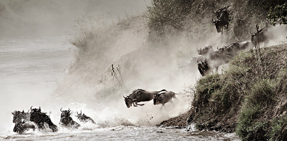 Wildebeest Jumping - color tinged