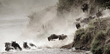 Wildebeest Jumping - black and white