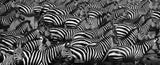 Black & White Wildlife - Migration of Zebras -2010, Serengeti, Tanzania - William Chua